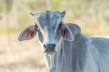 Brahman Cow in Queensland Australia - obrazy, fototapety, plakaty