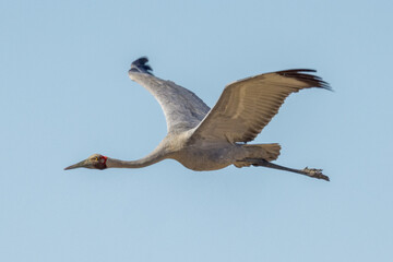 Obraz premium Brolga Crane in Queensland Australia