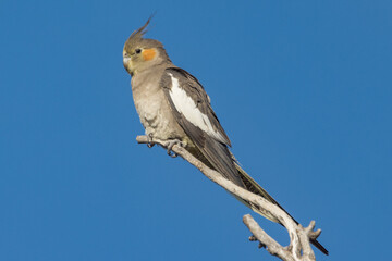 Cockatiel Cockatoo in Queensland Australia