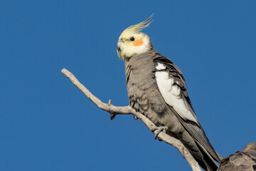 Cockatiel Cockatoo in Queensland Australia