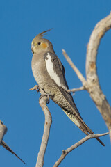 Cockatiel Cockatoo in Queensland Australia