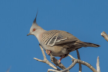 Crested Pigeon in Queensland Australia