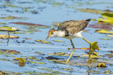 Comb-crested Jacana in Queensland Australia