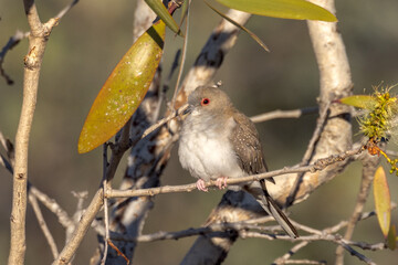 Diamond Dove in Queensland Australia