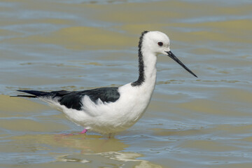 Pied Stilt in Queensland Australia