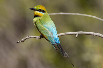 Obraz premium Rainbow Bee-eater in Queensland Australia