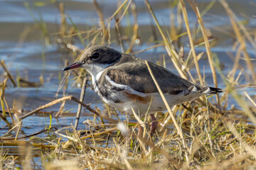 Red-kneed Dotterel in Queensland Australia