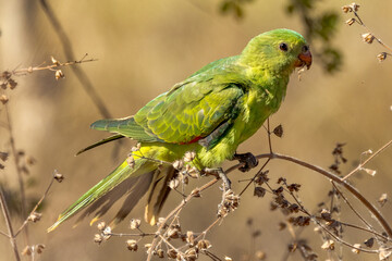 Red-winged Parrot in Queensland Australia