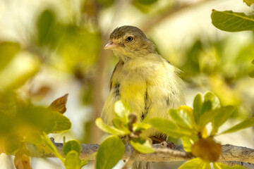 Weebill Australia's Smallest Bird in Queensland 