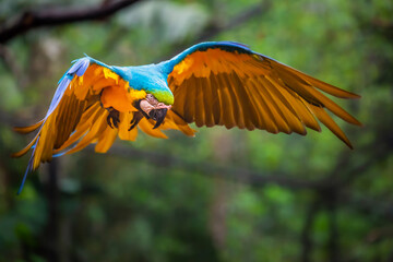 Single Yellow and blue macaw flying in wilderness, Pantanal, Brazil