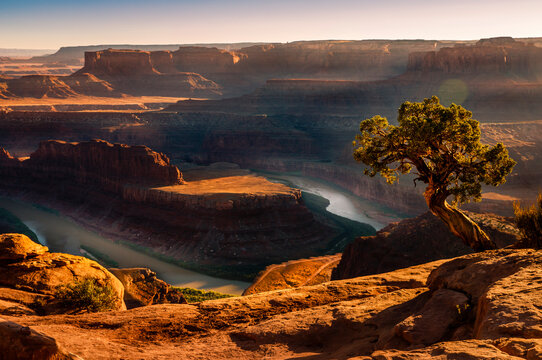 Colorado river from Dead Horse Point with single tree, Canyonlands