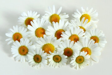 Fototapeta premium beautiful daisy white flower blooming in spring on white background