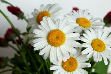 Obraz premium beautiful daisy white flower blooming in spring on white background