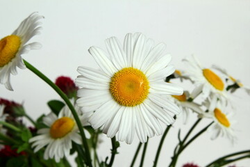 beautiful daisy white flower blooming in spring on white background