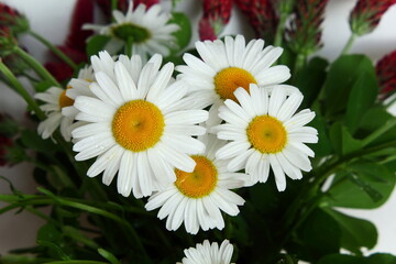 Obraz premium beautiful daisy white flower blooming in spring on white background