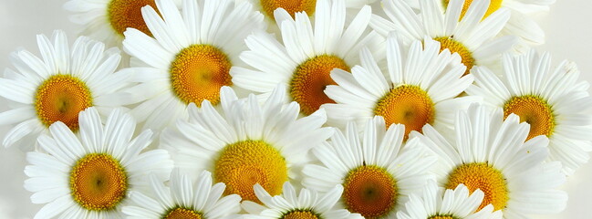 Fototapeta premium beautiful daisy white flower blooming in spring on white background