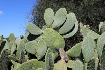 A large and prickly cactus grows in a city park