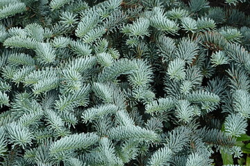 Abies procera (Glauca Prostrata) the Prostrate Blue Noble fir is a beautiful spreading evergreen...