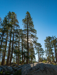 Sierra Nevada Mountains Pine Tree Sunrise - 517294303