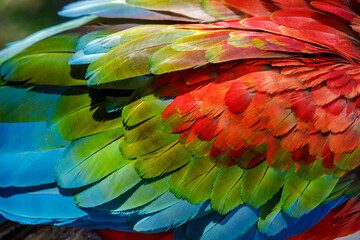 Fototapeta premium Colorful wing close-up of Scarlet and blue macaw, Pantanal, Brazil