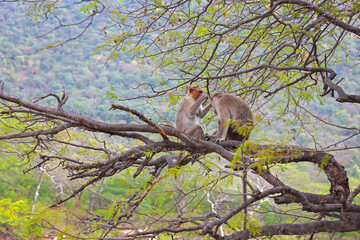Mokeys are sitting on a tree in Indian hogenakkal forest	
