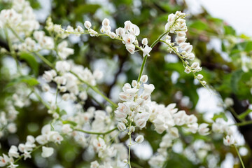  Antigonon leptopus  Hook and Arn.Chain of love, Confederate Vine, Coral vine.
