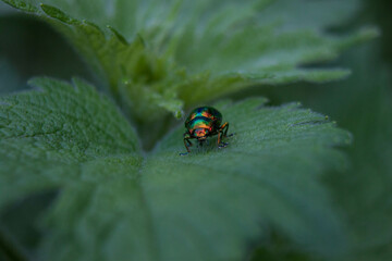 macro
