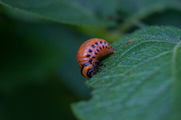 macro