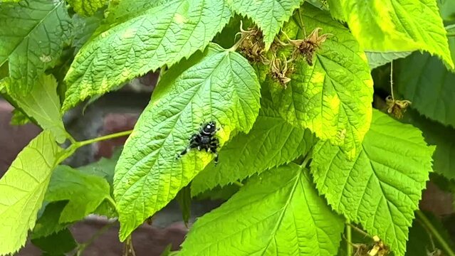 4K HD video of one jumping spider on green raspberry leaf. The jumping spider is a type of spider that gets its common name from its jumping ability, which it uses to catch prey.
