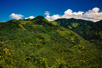 landscape in the summer