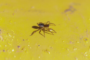macro