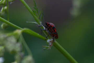 macro