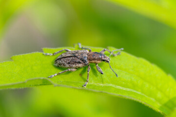 macro
