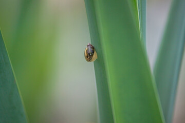 macro
