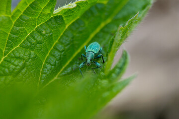 macro