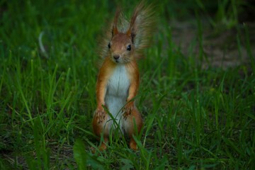 squirrel