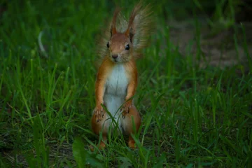 Foto op Canvas squirrel © влад капанов