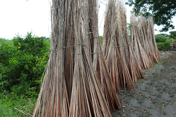 jute stick bunch stock on field