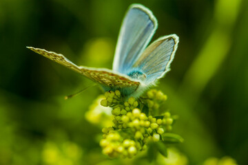 insect macro