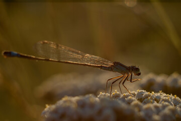 macro