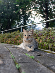 cat in the garden