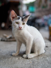 white cat on the street