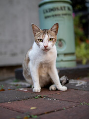portrait of a stray cat