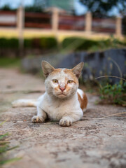 stray cat in the garden