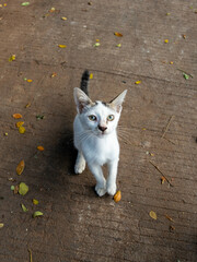 cat on the street