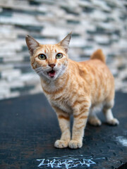 cat on the street