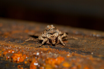 macro