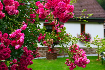 Fototapeta na wymiar Rosen im Garten