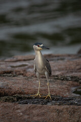 Fototapeta premium black crowned night heron