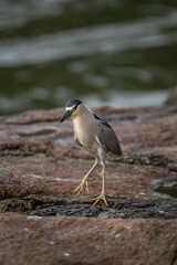 crowned night heron